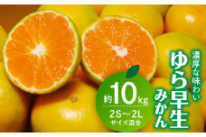 CC6200_濃厚な味わい ゆら早生みかん 10kg (SS～2Lサイズ混合) 希少品種 有機質肥料100％