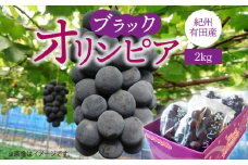 G7088_【2025年 先行予約】 紀州有田産 ブラックオリンピア (ハチミツぶどう) 2kg 【ぶどう ブドウ 葡萄 グレープ フルーツ 国産】