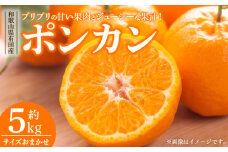 V7407_ポンカン [約5kg] 和歌山県有田産 春みかん (果実サイズおまかせ) 春柑橘 紀伊国屋文左衛門本舗