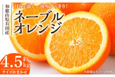 V7401_ネーブル[約4.5kg]和歌山県有田産 春みかん (果実サイズおまかせ) 春柑橘 紀伊国屋文左衛門本舗
