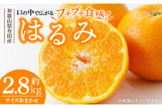 V7409_はるみ [約2.8kg] 和歌山県有田産 春みかん(果実サイズおまかせ) 春柑橘 紀伊国屋文左衛門本舗