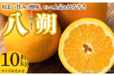V7404_八朔(はっさく) [約10kg] 和歌山県有田産 春みかん (果実サイズおまかせ) 春みかん 紀伊国屋文左衛門本舗
