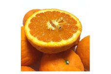 AB95004n_【先行予約】【初夏の美味】【みかん名産地和歌山有田】濃厚 なつみ みかん 【訳あり 家庭用】 6kg (サイズ混合)【ミカン 蜜柑 柑橘 和歌山 有田 南津海】