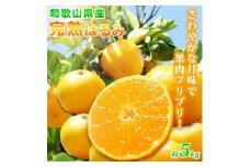G7056_ 果肉ぷりぷり！完熟 はるみ 5kg【ミカン 蜜柑 春みかん 柑橘 和歌山 有田 春見】