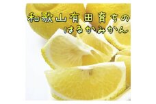 AB7097n_【人気柑橘】厳選!はるかみかん 約3kg