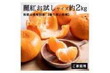 CE6106n_【香り高い柑橘】和歌山県有田産 麗紅 お試しサイズ 約2kg【訳あり 家庭用】【ミカン 蜜柑 柑橘 温州みかん 有田みかん 和歌山 有田】