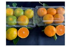BF6057_【2025年先行予約】 ハウスみかん 二種 食べ比べ 4パック 【ミカン 蜜柑 柑橘 温州みかん 有田みかん ハウスミカン 和歌山】