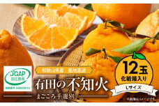 ZE6103n_【2026年先行予約】有田の不知火(しらぬひ）【化粧箱】 12玉（Lサイズ）まごころ手選別