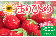 AB7334_【2026年先行予約】高評価★4.67 朝摘み 完熟 まりひめ いちご 約300g×2パック (合計約600g)
