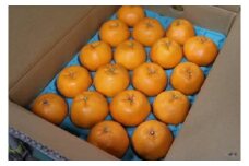 ZE6088n_和歌山県産 有田の はるみ 5kg 18玉～24玉【まごころ手選別】