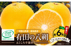 ZE6167n_【2026年先行予約】有田の八朔 (はっさく)【訳あり　家庭用】6kg　(S～4Lサイズ混合)　まごころ手選別