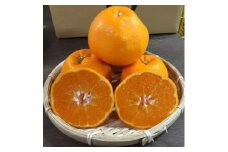 ZE6163n_和歌山県産 有田の はるみ 【訳あり 家庭用】 4kg (S～4Lサイズ混合)【まごころ手選別】