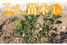 ZE6479_不知火　しらぬひ　苗木 2年生 1本 果樹 柑橘類 苗物