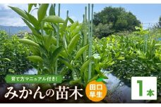 ZE6478_苗木 みかん 2年生【田口早生】 1本 果樹 柑橘類 苗物