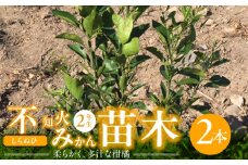 ZE6142_苗木 不知火 (しらぬひ) 2年生 2本セット 果樹 柑橘類 苗物