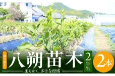 ZE6144_八朔(はっさく) 苗木 2年生 ２本セット 果樹 柑橘類 苗物