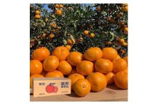 BL6149n_【産地直送】和歌山 湯浅町産 田村みかん 5kg (サイズおまかせ)