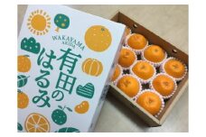 ZE6358n_和歌山県産 有田の はるみ 化粧箱入り Sサイズ 12個入り 【まごころ手選別】 【ハルミ 春見 ミカン 蜜柑 柑橘 和歌山 有田 ギフト 贈答】