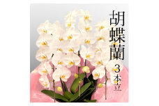 EF6002_胡蝶蘭 3本立 白 33輪前後(蕾含む)【コチョウラン お祝い ギフト】