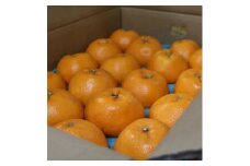 BL6103n_【産地直送】 和歌山県産 はるみ 12玉～20玉 【ハルミ 春見 ミカン 蜜柑 柑橘 和歌山 有田】
