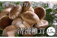 DM6001n_最高級 肉厚椎茸 清流椎茸 1.5kg【しいたけ シイタケ 椎茸 生椎茸 国産 和歌山産】