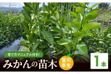 ZE6475_苗木 みかん 2年生【宮川早生】 1本セット【果樹 柑橘類 苗物】