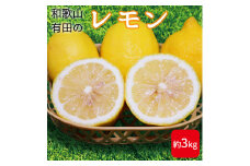 ZE6382n_和歌山県産 有田の 檸檬 ( レモン ) 3kg 【まごころ手選別】 【国産 レモン 柑橘 フルーツ 和歌山】