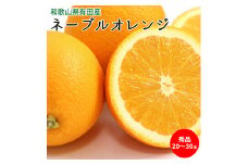 U6235n_ネーブルオレンジ 秀品 20～30玉 和歌山県有田産【国産 オレンジ ネーブル フルーツ】