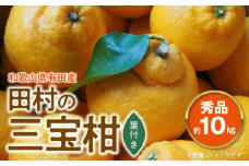 U6237n_田村の三宝柑（葉付き）秀品 約10kg 和歌山県有田産【ミカン 蜜柑 春みかん 柑橘】