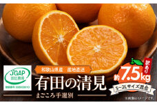 ZE6116n_和歌山県産 有田の 清見（訳あり 家庭用）7.5kg (S～2Lサイズ混合)（まごころ手選別）