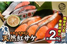 G7318_リピーター続出！ 高評価 魚鶴 仕込 天然紅 鮭 サケ 切身 約2kg サケ切身 紅鮭 和歌山 湯浅町 小分け 真空パック 梅酒 真昆布 使用 だし まろやか 天然 鮭 魚 海の幸 海鮮 魚介 食品 食べ物 おかず お弁当 水産加工品 冷凍 グルメ お取り寄せ 和歌山県 湯浅町 送料無料
