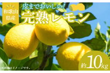 EA6013_和歌山県産 完熟 レモン 10kg 皮まで使用可能（栽培期間中農薬不使用）