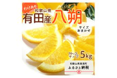 DI6030n_和歌山県有田産 八朔 5kg 訳あり (M～2Lサイズおまかせ)
