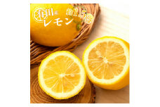 CE6115n_和歌山県有田産 レモン 約1.5kg【レモン 檸檬 れもん 和歌山県 有田産】