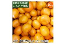 DZ6200_11_【2024年11月発送】秀品 有田みかん 和歌山県産 S～Lサイズ 大きさお任せ 10kg