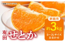 DZ6207_ご家庭用 せとか 和歌山 有田 S～3Lサイズ 大きさお任せ 3kg