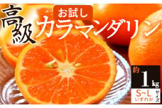 ZS6160_主井農園 高級 カラマンダリン 1kg お試し用