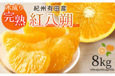 G7105_【2026年先行予約】紀州有田産 木成り完熟 紅八朔 8kg