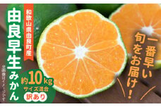 BB6202_ 和歌山由良町産 由良早生みかん 約10kg 訳あり キズ 御家庭用 サイズ混合