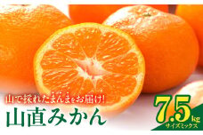 MK1051_【2025年先行予約】みかん 山から直送 箱込 7.5kg ( 内容量 6.8kg ) 鮮度優先ごろごろ規格 和歌山県産 産地直送 【みかんの会】