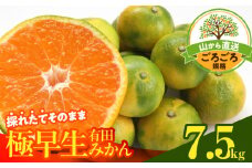 MK1079_【2025年先行予約】みかん 極早生 山から直送 箱込 7.5kg ( 内容量 6.8kg ) 採れたてそのままごろごろ規格 有田みかん 和歌山県産