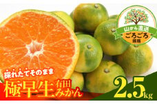 MK1081_【2025年先行予約】みかん 極早生 山から直送 箱込 2.5kg ( 内容量 2.3kg ) 採れたてそのままごろごろ規格 有田みかん 和歌山県産