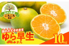 MK1062_【2025年先行予約】ゆら早生 みかん 山から直送 箱込 10kg ( 内容量 9.2kg ) 採れたてそのままごろごろ規格 有田みかん 和歌山県産