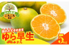 MK1064_【2025年先行予約】ゆら早生 みかん 山から直送 箱込 5kg ( 内容量 4.4kg ) 採れたてそのままごろごろ規格 有田みかん 和歌山県産