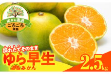 MK1065_【2025年先行予約】ゆら早生 みかん 山から直送 箱込 2.5kg ( 内容量 2.3kg ) 採れたてそのままごろごろ規格 有田みかん 和歌山県産