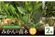 ZE6495_【2026年先行予約】みかん 苗木　【由良早生】 2本