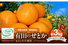 ZE6499_【2026年先行予約】【まごころ手選別】　せとか　約3kg　秀品