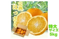 タカじいの 完熟 さつき はっさく5kg / 八朔 特大サイズ 和歌山 有田 柑橘 ※4月上旬〜4月下旬に順次発送予定 【krs022-l-5A】