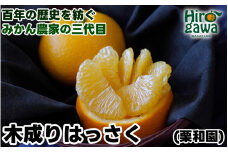 木成り はっさく 5kg サイズ混合 / 八朔 完熟 甘い 和歌山 柑橘 ※3月中旬〜4月上旬に順次発送 【krw022-r-5】