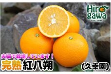 完熟 紅八朔 10kg 久幸園 / はっさく 甘い 和歌山 柑橘 ※3月中旬～4月中旬頃に順次発送予定 【hsk022-beni-10】